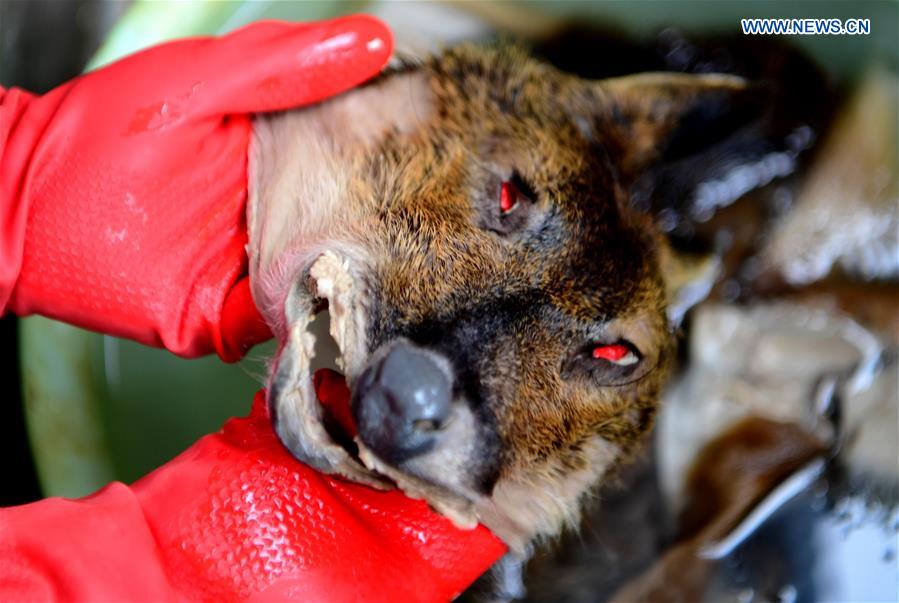 CHINA-FUJIAN-FUZHOU-ANIMAL SAMPLES (CN)