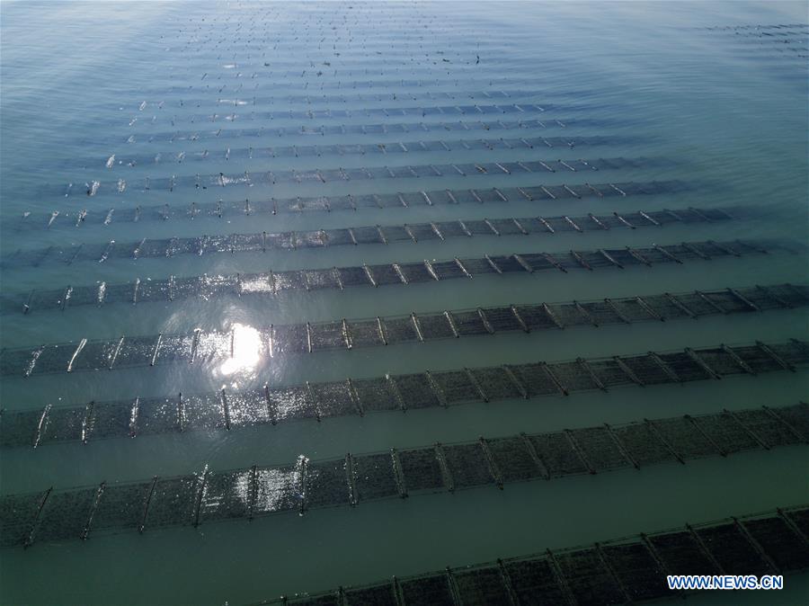 CHINA-FUJIAN-SEAWEED-HARVEST(CN)
