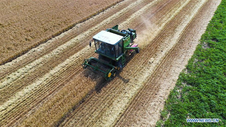 #CHINA-SUMMER-FARM WORK (CN)