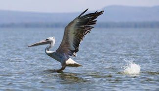 Scenery of Lake Naivasha in Kenya