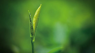 這片樹葉，改變了世界！