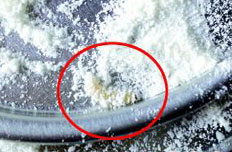 貝因美嬰兒奶粉中驚現(xiàn)活蟲(chóng)