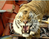 多行業上演龍虎斗 龍頭企業相煎何急