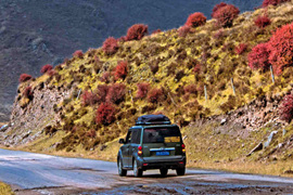 天微涼葉漸黃，最美風景是家鄉