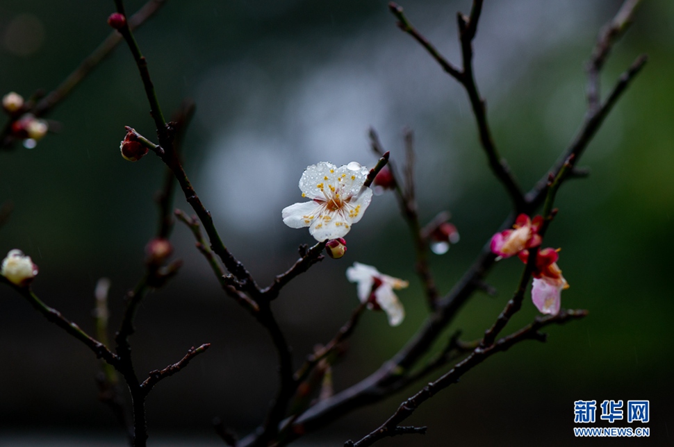疏影橫斜，暗香浮動