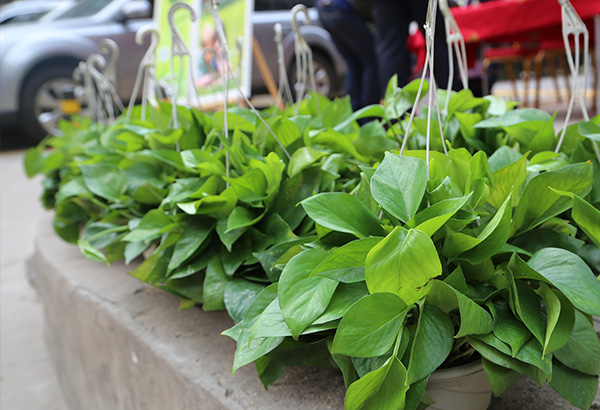 新華房產圖書換綠植 大型公益活動
