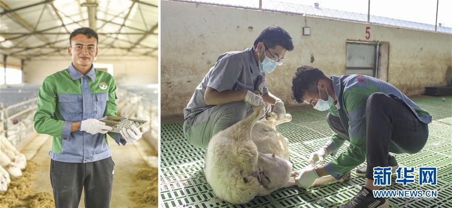 (脫貧攻堅(jiān)·圖片故事)(9)脫貧靠雙手——新疆和田地區(qū)未摘帽縣就業(yè)見聞