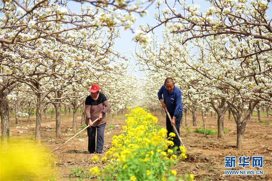 （社會）（1）春來梨農忙