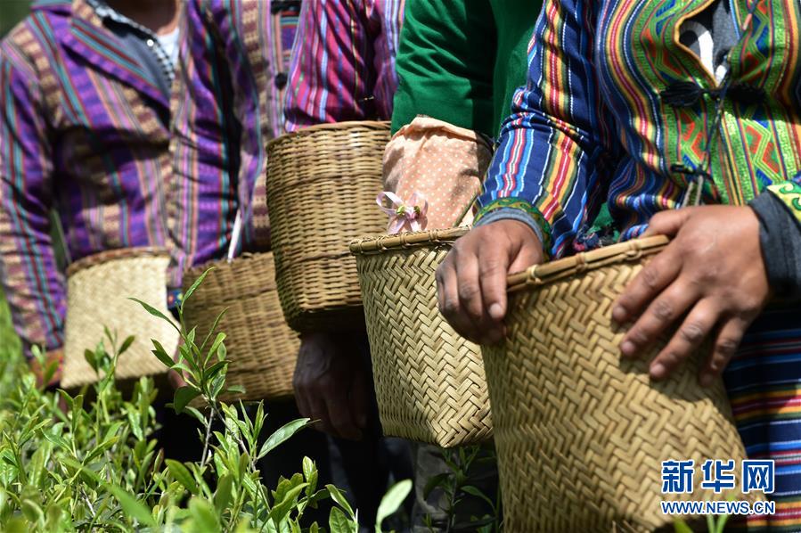（經濟）（7） 西藏墨脫：茶業變成致富“金葉”