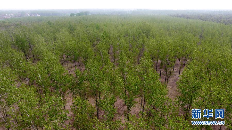 (在習近平新時代中國特色社會主義思想指引下——新時代新氣象新作為·圖文互動)(2)河南民權:三代造林人接力68年播綠黃河故道