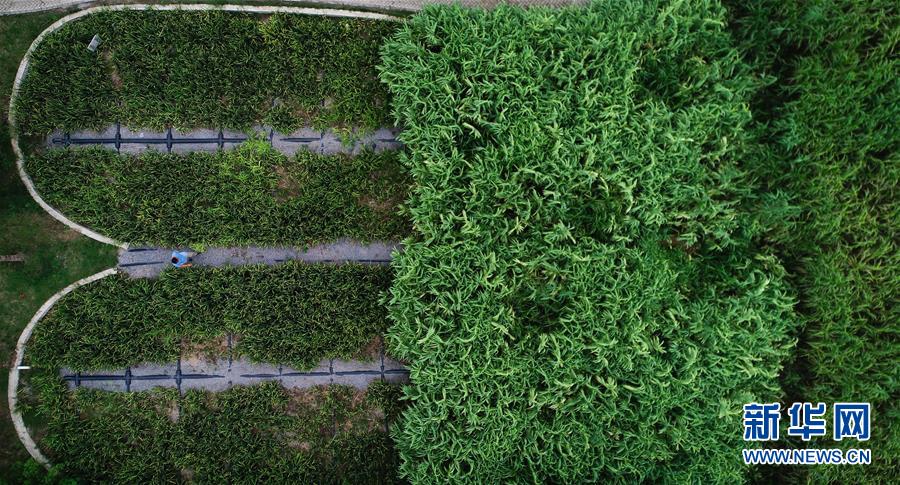 (在習(xí)近平新時(shí)代中國(guó)特色社會(huì)主義思想指引下——新時(shí)代新作為新篇章·圖文互動(dòng))(3)稀奇!治污濕地成了休閑公園——江蘇蘇州全域推進(jìn)農(nóng)村生活污水治理