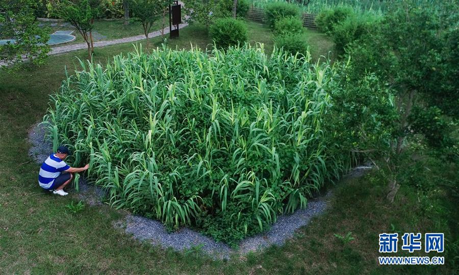 (在習(xí)近平新時(shí)代中國(guó)特色社會(huì)主義思想指引下——新時(shí)代新作為新篇章·圖文互動(dòng))(4)稀奇!治污濕地成了休閑公園——江蘇蘇州全域推進(jìn)農(nóng)村生活污水治理