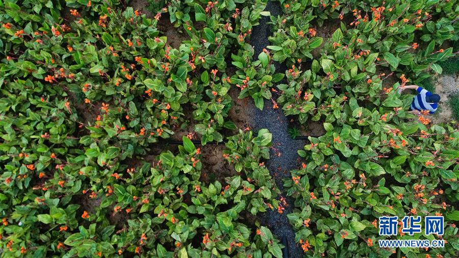 (在習(xí)近平新時(shí)代中國(guó)特色社會(huì)主義思想指引下——新時(shí)代新作為新篇章·圖文互動(dòng))(5)稀奇!治污濕地成了休閑公園——江蘇蘇州全域推進(jìn)農(nóng)村生活污水治理