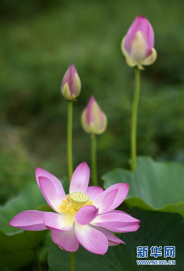 （環境）（5）塞上荷香