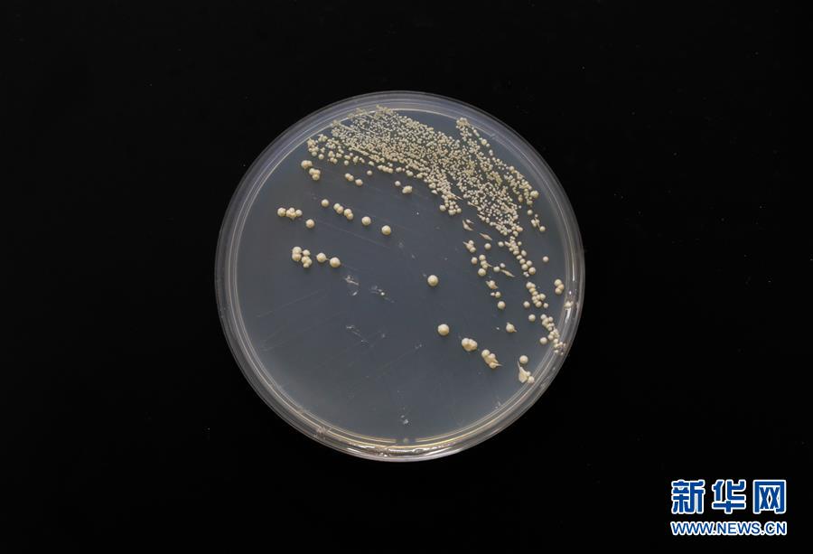 (科技)(4)中國“創造”世界首例單條染色體真核細胞