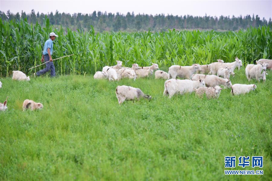 (在習近平新時代中國特色社會主義思想指引下——新時代新作為新篇章·圖文互動)(3)庫布其競相演繹“點沙成金”傳奇