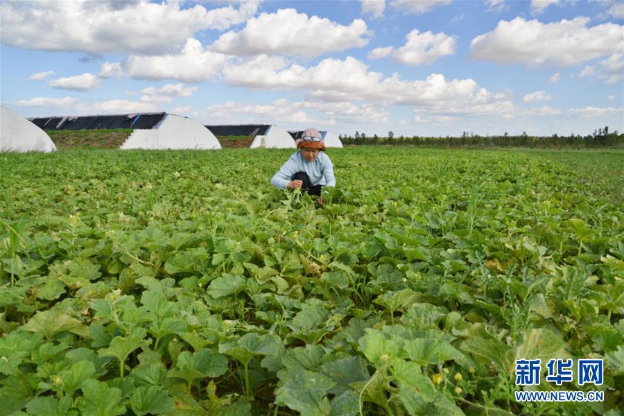 (在習近平新時代中國特色社會主義思想指引下——新時代新作為新篇章·圖文互動)(4)庫布其競相演繹“點沙成金”傳奇