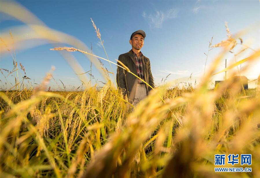 (豐收的味道)(圖文互動)(2)稻人有道——種糧大戶李學明的十余年堅守