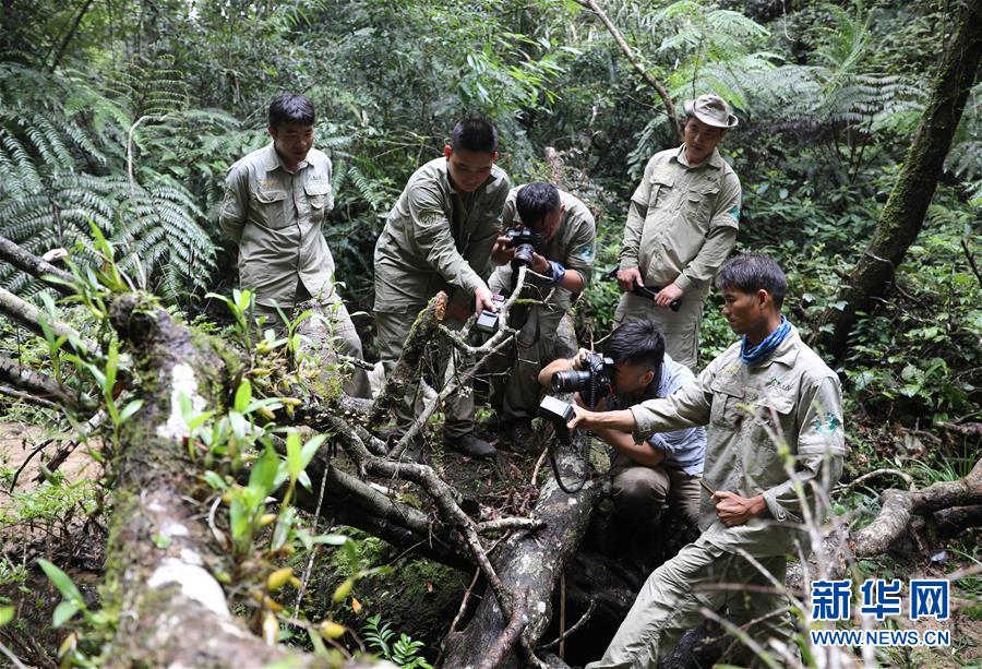 (新華全媒頭條·圖文互動(dòng))(8)歸來(lái)的雨林