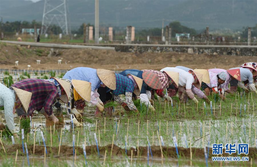 (百城百縣百企調研行·圖文互動)(4)海南農墾:農業“國家隊”打贏改革“翻身仗”