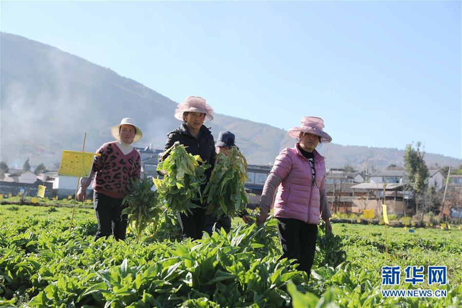 (新春走基層·圖文互動(dòng))(1)“蒜農(nóng)”不種蒜 買蒜過除夕——洱海農(nóng)業(yè)綠色轉(zhuǎn)型見聞