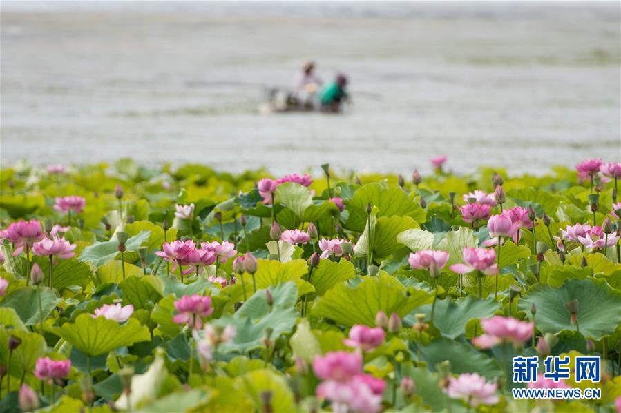 (在習近平新時代中國特色社會主義思想指引下——新時代新作為新篇章·圖文互動)(9)高原春來早 云嶺開新篇
