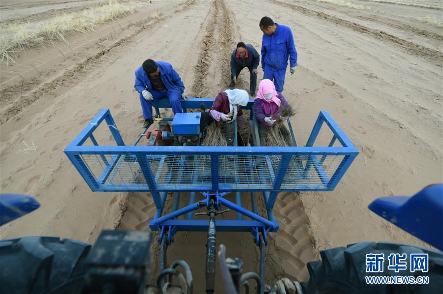(新華全媒頭條·圖文互動)(12)八步沙·六老漢·三代人