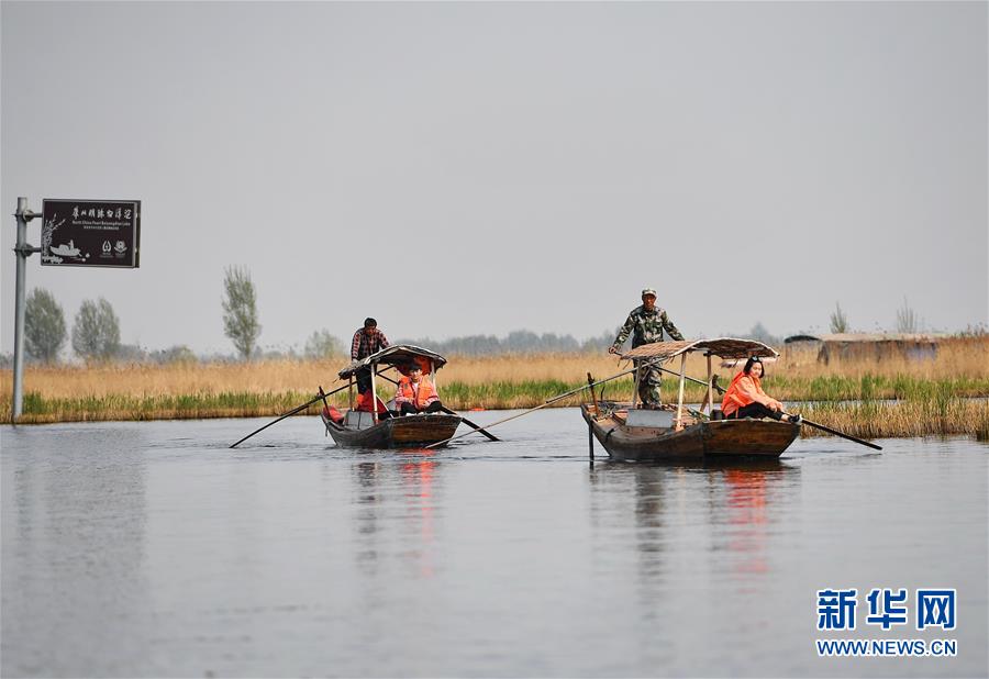 (壯麗70年·奮斗新時代·圖文互動)(6)從革命老區到雄安新區 白洋淀迎來新生