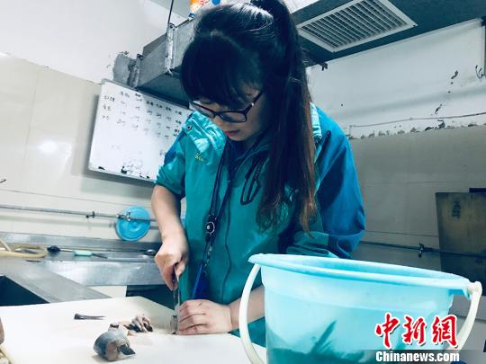 于雅麗在餌料操作間,準備著動物們的食物。 艾慶龍 攝 于雅麗在餌料操作間,準備著動物們的食物。 艾慶龍 攝