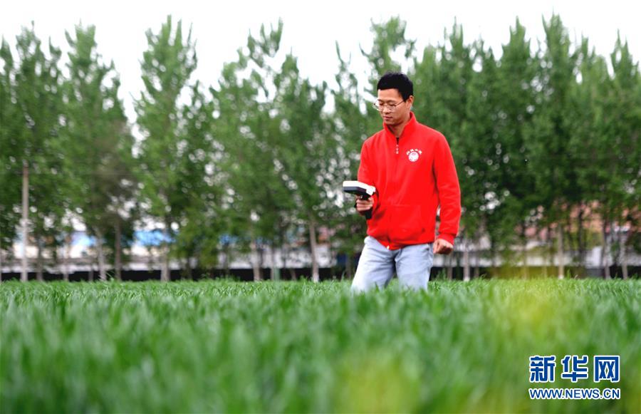 （新華全媒頭條·愛國情 奮斗者·圖文互動）（5）把論文寫在祖國的大地上——中國農業大學46年扎根河北曲周服務鄉村振興紀實