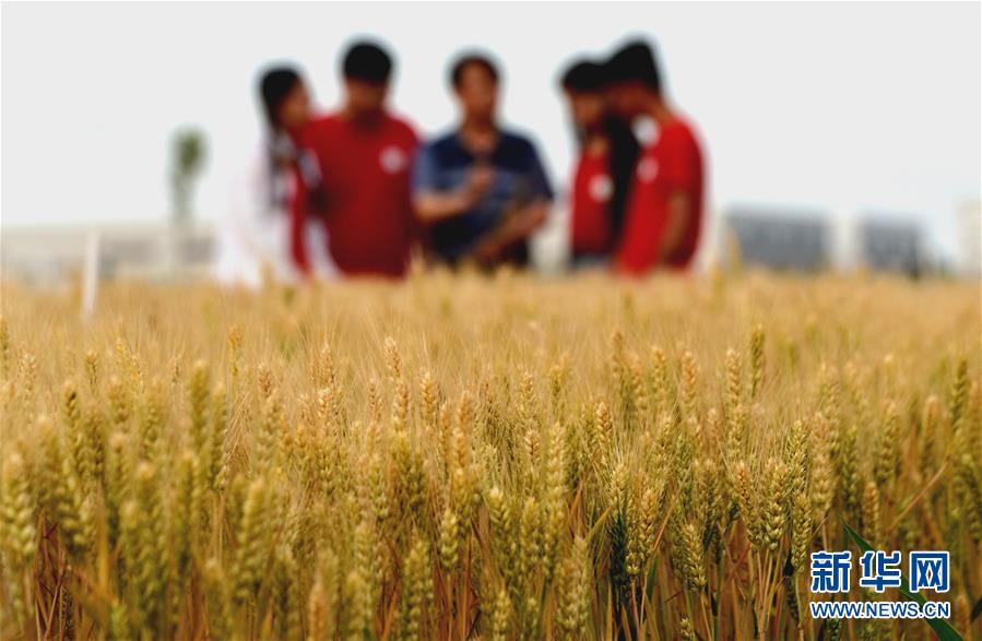 （新華全媒頭條·愛國情 奮斗者·圖文互動）（7）把論文寫在祖國的大地上——中國農業大學46年扎根河北曲周服務鄉村振興紀實