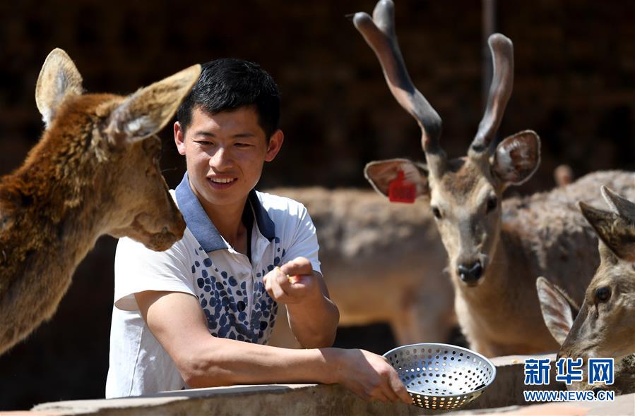 (新華全媒頭條·圖文互動)(8)紅色土地上的不變初心——革命老區井岡山和延安脫貧啟示錄