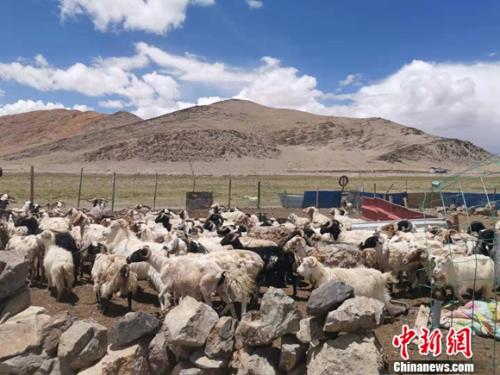 圖為羊群正從羊圈里出來。 謝藝觀 攝