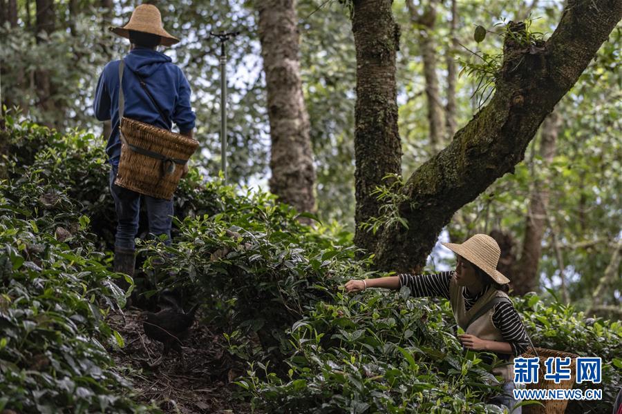 (新華全媒頭條·決戰(zhàn)決勝脫貧攻堅·圖文互動)(3)為了人與自然和諧共生——云南“三江并流”地區(qū)決戰(zhàn)精準脫貧的“生態(tài)畫卷”