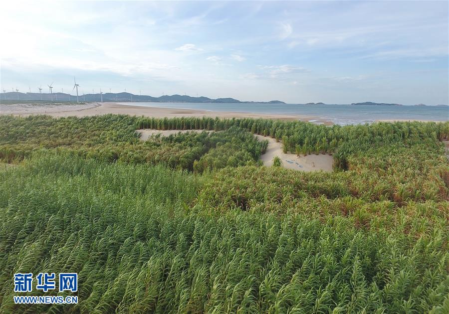 （不忘初心、牢記使命·圖文互動）（2）拳拳寸草心 濃濃報國情——記“菌草之父”林占熺