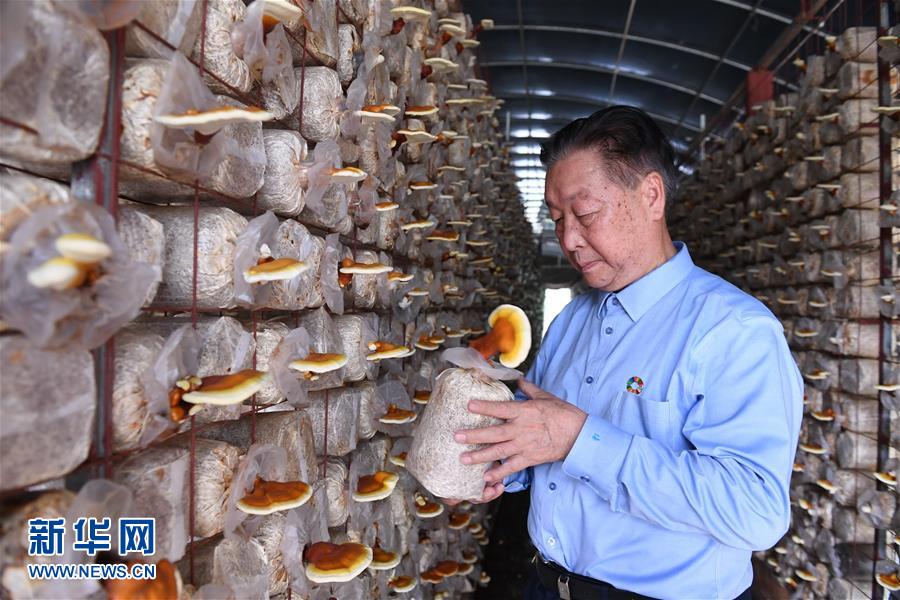 （不忘初心、牢記使命·圖文互動）（1）拳拳寸草心 濃濃報國情——記“菌草之父”林占熺