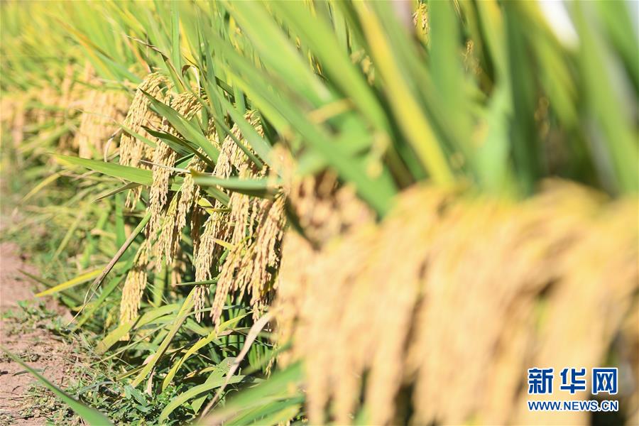 (圖文互動)(8)1046.3公斤!袁隆平第三代雜交水稻首次公開測產