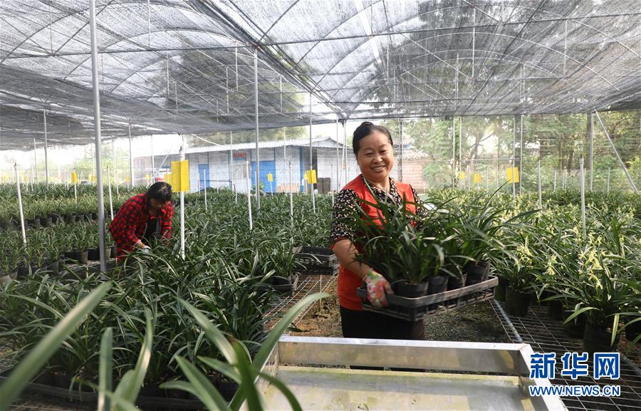 (在習近平新時代中國特色社會主義思想指引下——新時代新作為新篇章·總書記關心的百姓身邊事·圖文互動)(2)“科技秀才”給田野帶來新希望