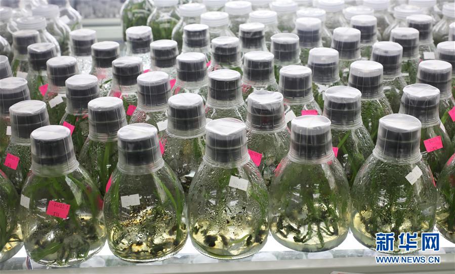 (在習近平新時代中國特色社會主義思想指引下——新時代新作為新篇章·總書記關心的百姓身邊事·圖文互動)(3)“科技秀才”給田野帶來新希望