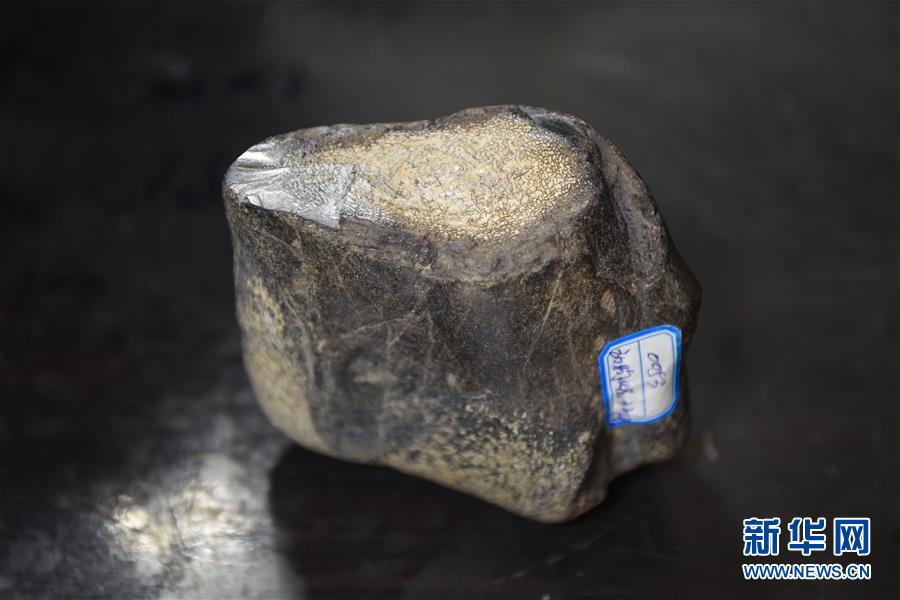 (圖文互動)(7)黑龍江海倫發現罕見古生物群