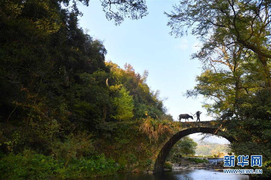 (圖文互動)(3)鄉(xiāng)村攝影師、鄉(xiāng)村“模特”、民宿店主——鄉(xiāng)村旅游推動婺源農(nóng)民生活方式發(fā)生新變化