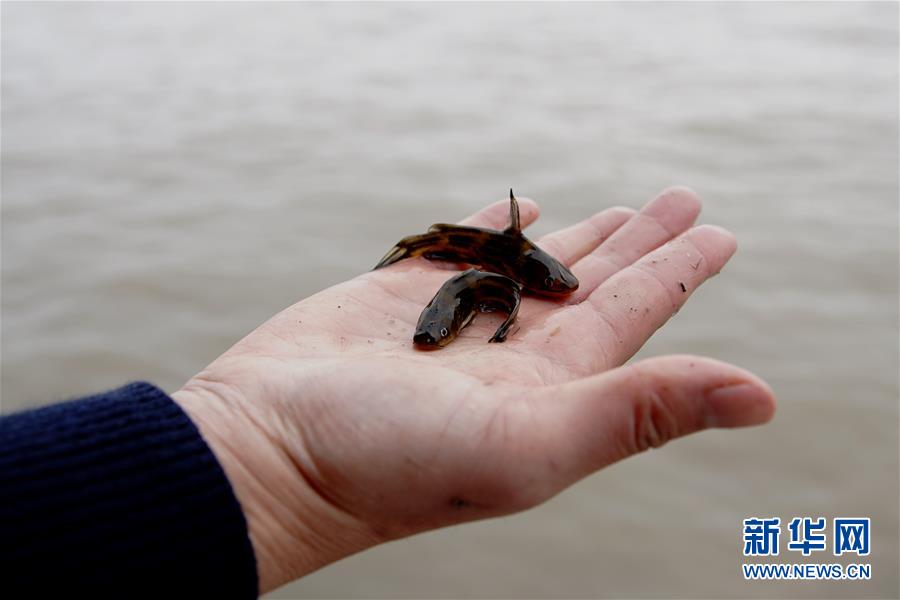 (圖文互動)(3)長江口生態(tài)修復(fù)見成效 水下長出147公里“人工魚礁”