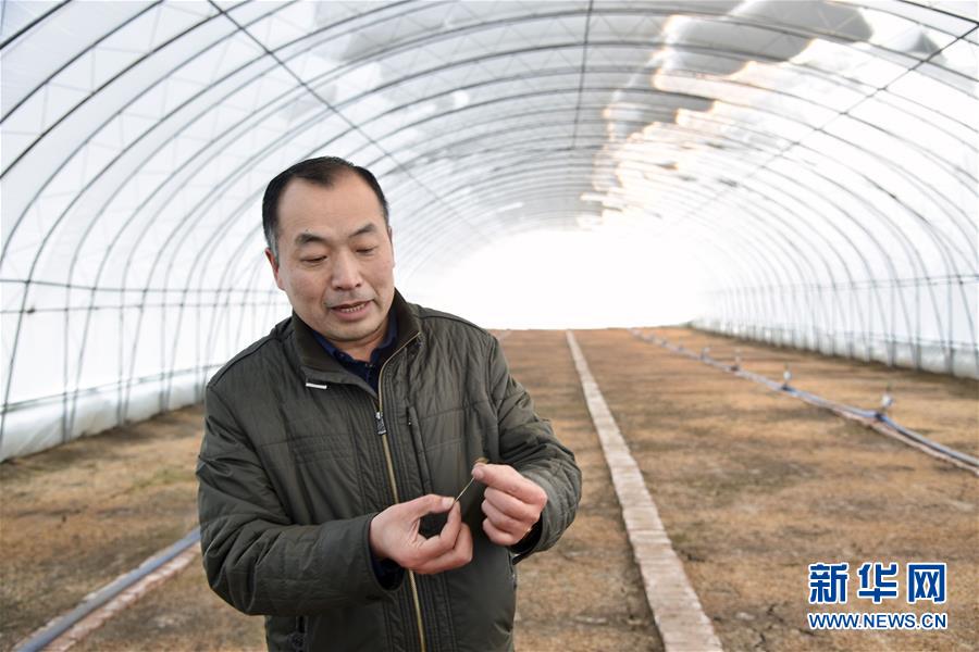 (新春走基層·圖文互動(dòng))(2)大興安嶺南麓的春天之二:“朱大喇叭”吼出脫貧“幸福草”