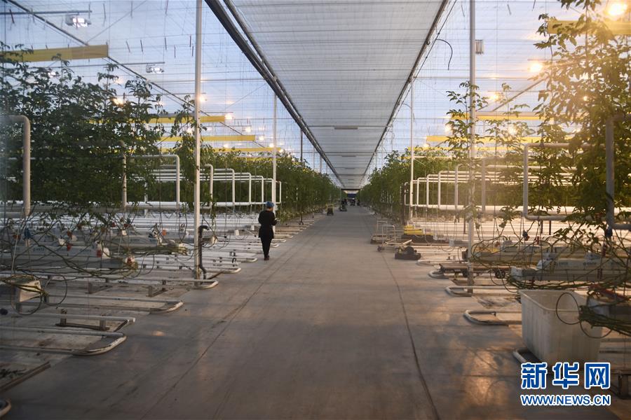 (新春走基層·圖文互動(dòng))(1)大興安嶺南麓的春天之六:鹽堿地長(zhǎng)出“黃金果”