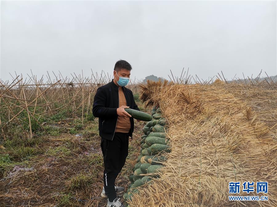 (聚焦疫情防控·圖文互動(dòng))(1)“得知要送武漢 凌晨出來摘菜”——中國“南菜園”廣西全力抗疫保供應(yīng)