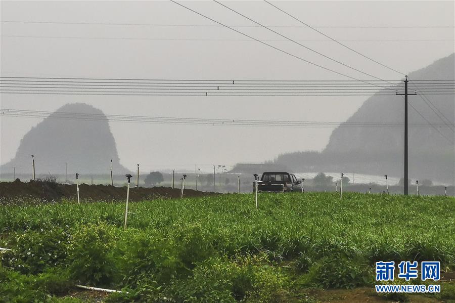 (聚焦疫情防控·圖文互動(dòng))(3)“得知要送武漢 凌晨出來摘菜”——中國“南菜園”廣西全力抗疫保供應(yīng)