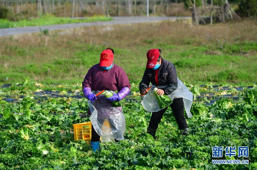 (圖文互動)(3)廣西桂林:“借力+接力”新鮮蔬菜進社區