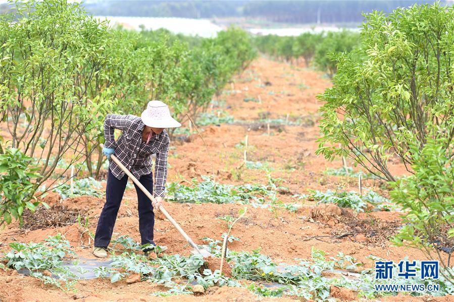 (抓好春耕備耕 穩住農業生產·圖文互動)(6)農時不等人 扶貧不能拖——種瓜大村春耕生產見聞