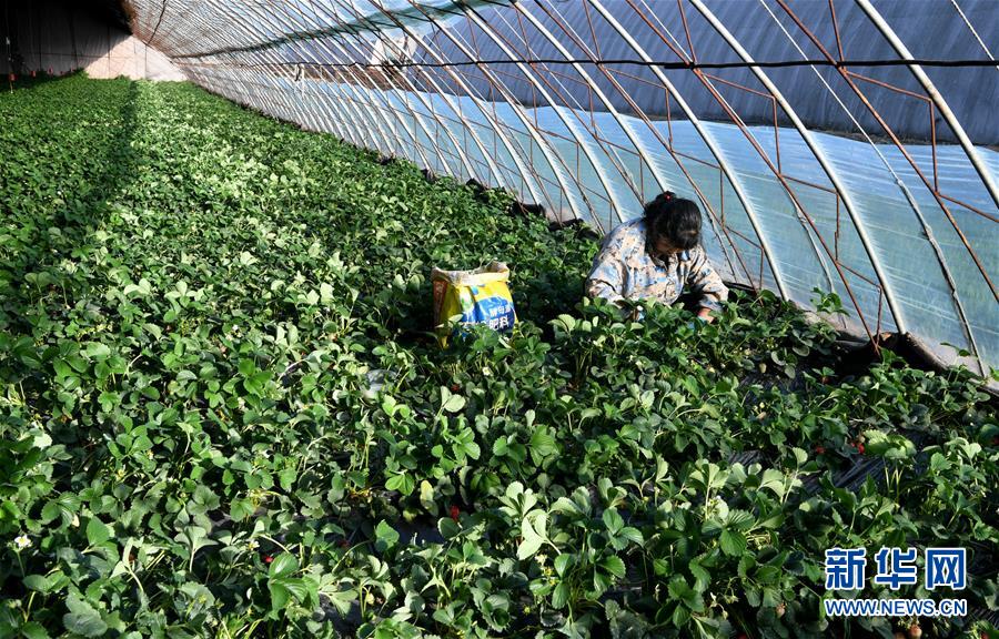 （在習(xí)近平新時(shí)代中國(guó)特色社會(huì)主義思想指引下——新時(shí)代新作為新篇章·習(xí)近平總書(shū)記關(guān)切事·圖文互動(dòng)）（3）戰(zhàn)“疫”要?jiǎng)艜r(shí)，戰(zhàn)“貧”再加把勁！——中央各部門(mén)助力脫貧攻堅(jiān)很給力