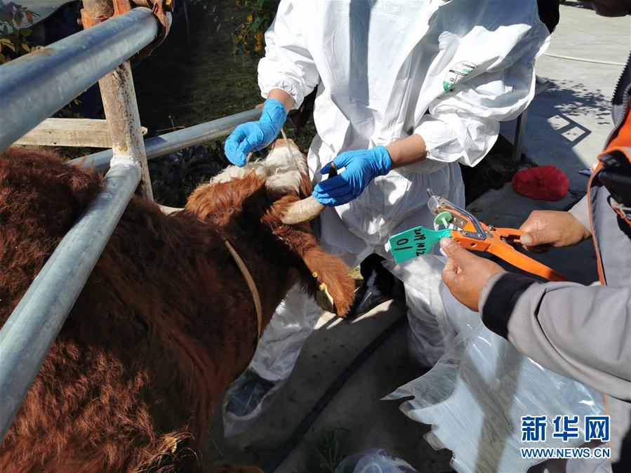 （決戰決勝脫貧攻堅·圖文互動）（1）脫貧“不暫停” 服務“不打烊”——天津通過“云端”幫扶為甘肅受援地區戰貧繼續助力